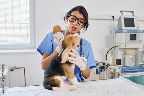 Hispanic woman working as vet in modern animal hospital examining skin integument and ears of small puppy
