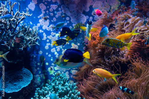 Podwodna scena. Rafa koralowa, grupy ryb w czystej wodzie oceanu