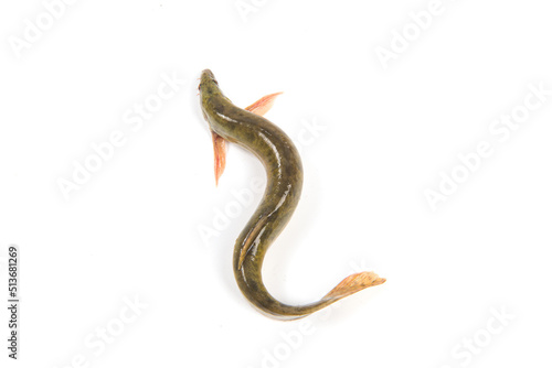 Fresh loach isolated on white background