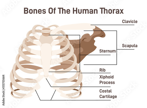 The thoracic cavity anatomy scheme. Thoracic cage bones, 12 pairs