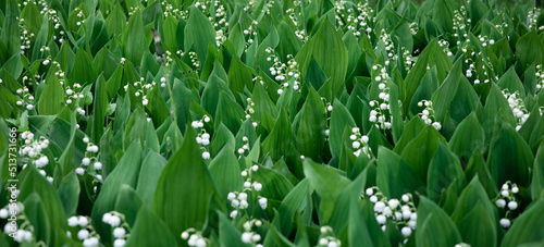 Blooming lily of the valley flowers in a clearing in the forest. Natural background with blooming lilies of the valley. Dizzying aroma. Selective focus. Summer.