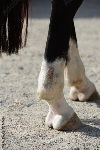 Tierärztin untersucht und behandelt ein Pferd mit Sehnenschaden