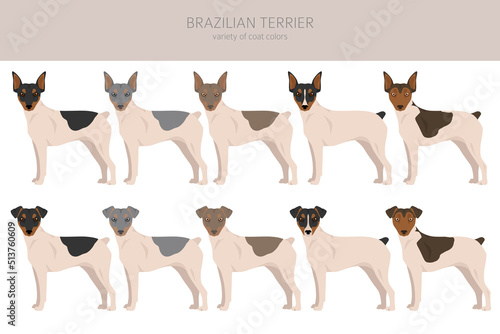 Brazilian terrier clipart. Different coat colors and poses set
