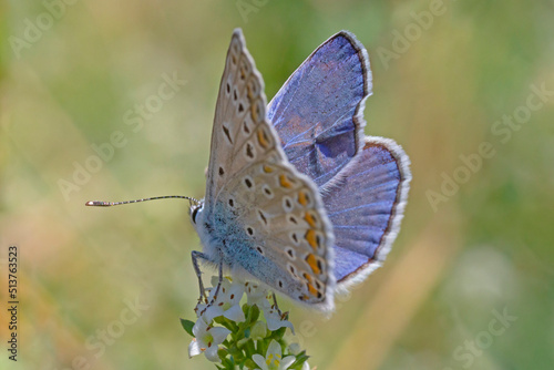 blue lycaenidae butterfly with opened wings