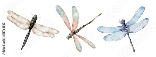 Watercolor dragonfly hand drawn illustrations insects set