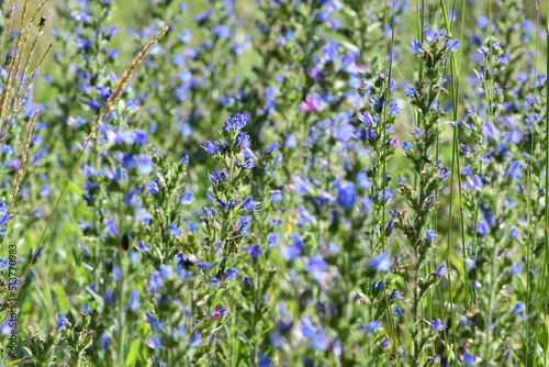 Nasłoneczniona łąka porośnięta gęsto żmijowcem zwyczajnym (echium vulgare)