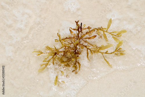Seaweed Washing Up On The Seashore.