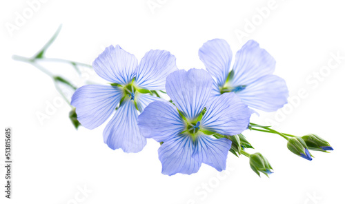 Flax flowers isolated on white background. Blue common flax, linseed or linum usitatissimum.
