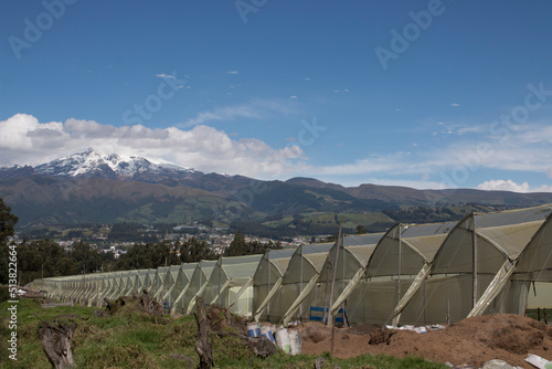 Floriculture in latin america