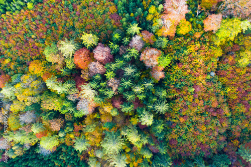 Aerial view of autumn forest. Colorful trees aerial view