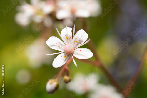 A saxifrage flower taken at close range