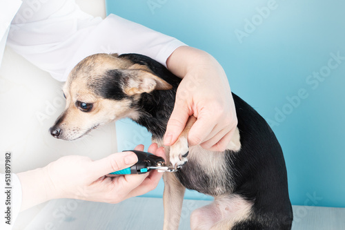cut off dog claws,veterinarian clips the regrown claws on the paw of the pet with a claw cutter