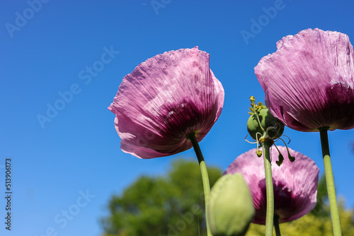 Flowers of opium poppy against blue sky. Papaver somniferum, commonly known as the opium poppy or breadseed poppy, is a species of flowering plant in the family Papaveraceae.