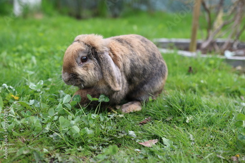 kwiaty, łąka, ogród, działka, krokus, kwiat, roślina, kolor, liść, przyroda, tulipan, żonkil, narcyz, żółty, gras, flora, fiolet, lato, kwiatowy, wiosna, ciepło, klimat, sezon wiosenn