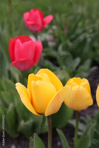 kwiaty, łąka, ogród, działka, krokus, kwiat, roślina, kolor, liść, przyroda, tulipan, żonkil, narcyz, żółty, gras, flora, fiolet, lato, kwiatowy, wiosna, ciepło, klimat, sezon wiosenn