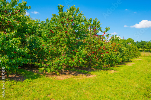 Sour cherries in an orchard in a green grassy meadow in bright sunlight in springtime, Voeren, Limburg, Belgium, Voeren, Limburg, Belgium, June, 2022