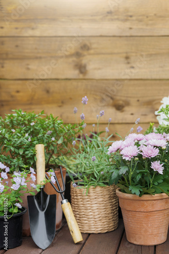 Different potted blooming flowers and herbs, gardening equipment on wooden brown decks background. Hobby concept with flowerpots and plants. Floral design for home landscape and decorating of house