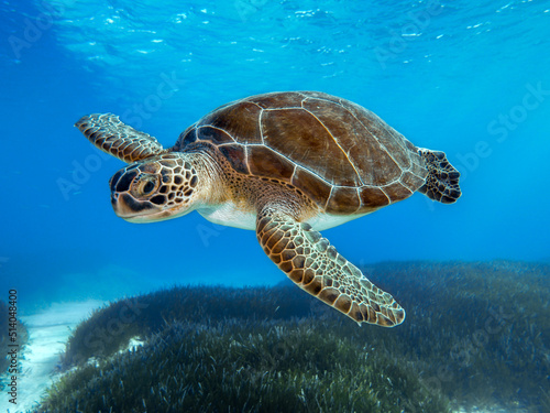 Chelonia mydas -Green sea turtle from the island of Cyprus 