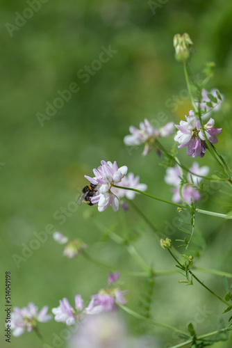 Bumblebee feeds on crownvetch blossom (Securigera varia).