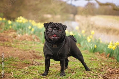 Black pug dog standing outside in daffodils on a spring day