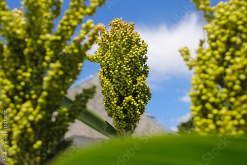 white sorghum or jowar grain growing on tree with clear blue sky background in the morning in the fields
