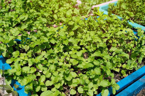 Mint plants in the vegetable garden. Planted outdoors during the day.