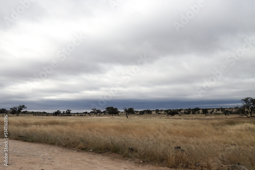 Kgalagadi Transfrontier National Park, South Africa: landscape showing the typical veld after a summer of good rainfall