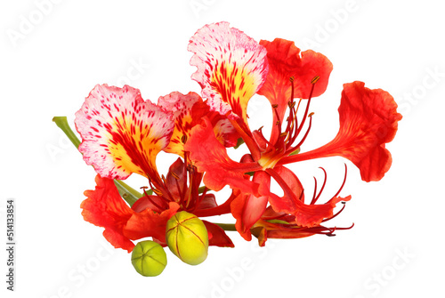 Colorful of Peacock's Crest flowers or Caesalpinia pulcherrima flowers isolated on white background