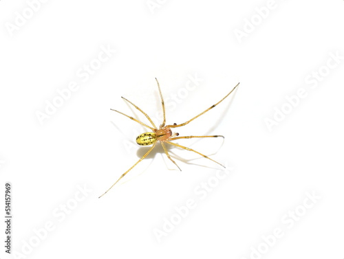 The common candy-striped spider Enoplognatha ovata isolated on white background
