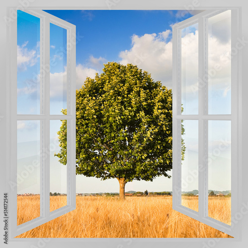 Isolated tree in a tuscany wheatfield view from the window - concept image