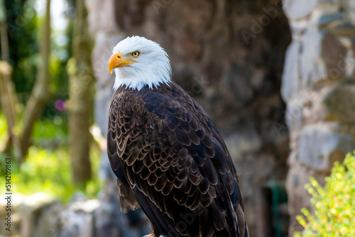 bald eagle, american eagle, full view