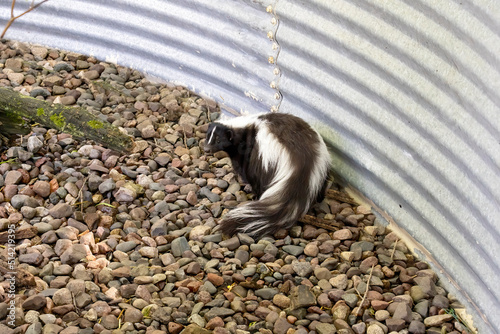 The Striped skunk (Mephitis mephitis) near the human dwelling 