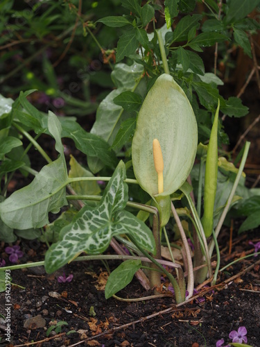 Italian arum (Arum italicum) in garden, Mecklenburg, Germany