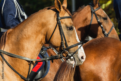 Profile view of the heads of harnessed horses