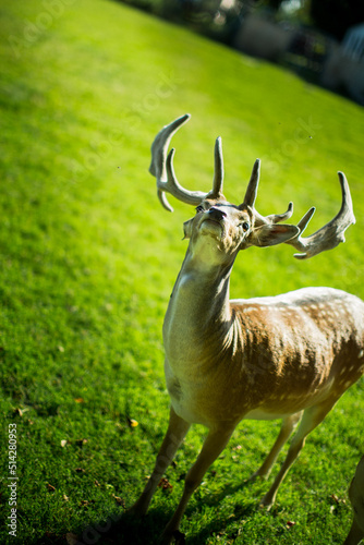 Deer wildlife nature daniel dama dama poroże