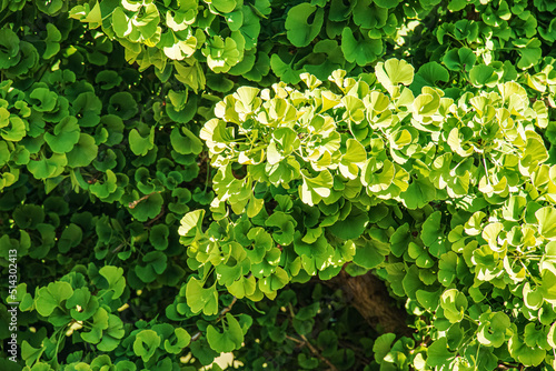 Fresh bright green leaves of ginkgo biloba. Natural foliage texture background. Branches of a ginkgo tree in the botanical garden in Nitra in Slovakia.