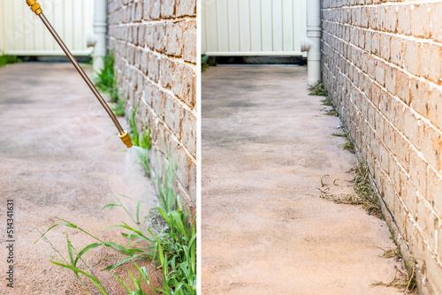 Spraying weed killer herbicide to control unwanted plants and grass on a backyard. Before and after 2 weeks