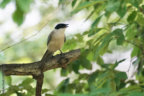 azure winged magpie in a forest