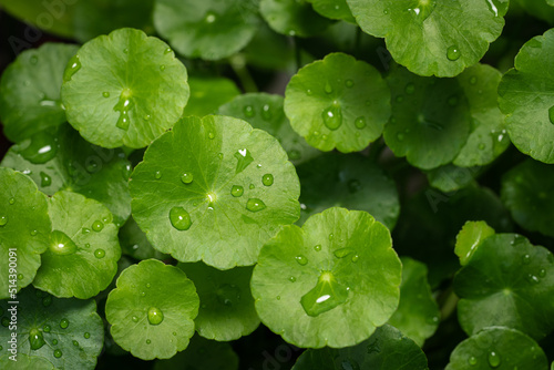 Low key of raindrops on gotu kola leaves. Natural background Centella asiatica (gotu kola) with succulent fresh leaves. Concept natural medicine. 