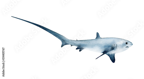 Hand-drawn watercolor pelagic thresher shark illustration isolated on white background. Underwater ocean creature. Marine animals collection 
