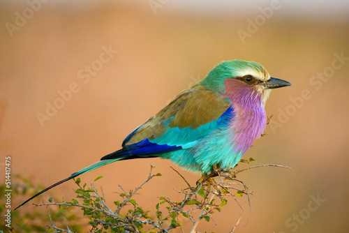 Lilac-breasted roller in perfect light in Kruger National Park