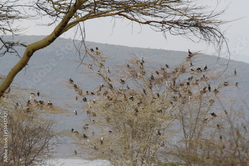 ナクル湖畔にあったカワウの営巣地