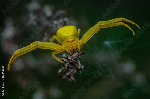 Pająk, spider