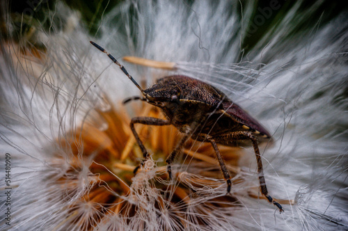 Macro. makro, owad, insekt, insect