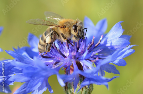Pszczoła zbierająca pyłek na kwiatku