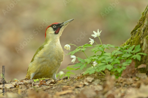 dzięcioł zielony, european green woodpecker (Picus viridis)