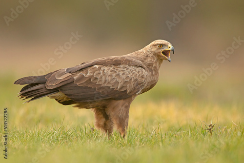 orlik krzykliwy, lesser spotted eagle (Clanga pomarina)