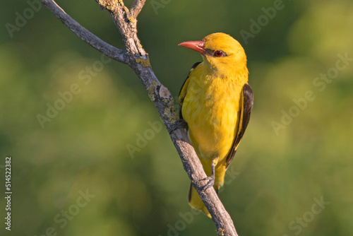 wilga, Eurasian golden oriole (Oriolus oriolus)