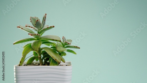 Incredible Cotyledon tomentosa chocolate soldier, succulent in a white square pot on a blue endless background. Blue cyclorama. Copy space.