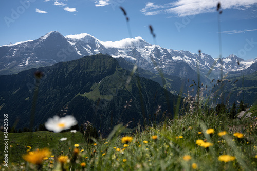Eiger Mönch und Jungfrau von der Schynigeplatte mit Alpenblumen im Vordergrund
